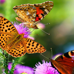 【中文版】本地化的cc攻击免费网页版